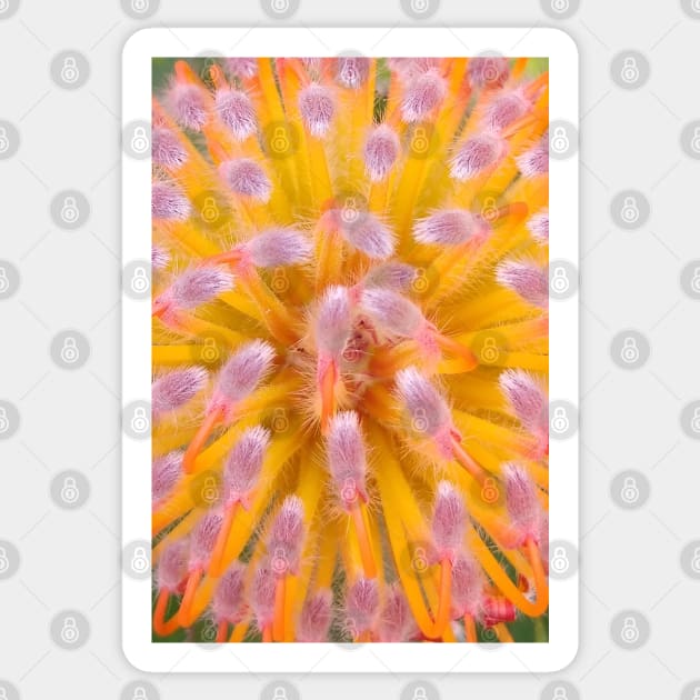 Pink and Orange Pincushion Proteaceae Sticker by H. R. Sinclair